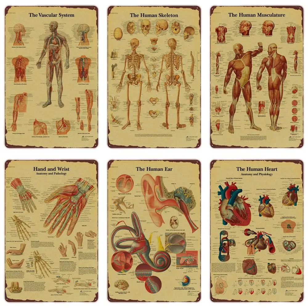Badminton Poster - Anatomy and Physiology The Body Structure