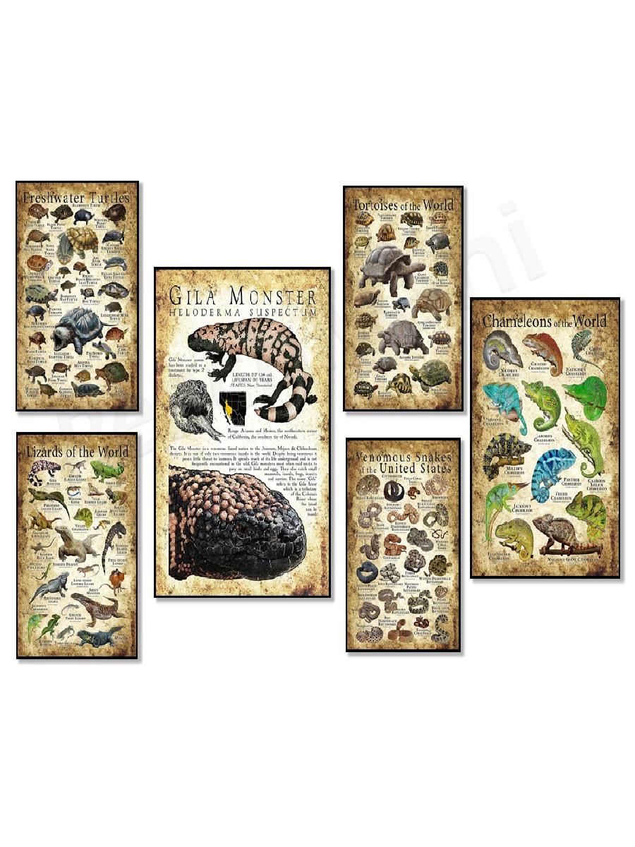 Reptile  Amphibian Educational - Badminton Poster ulasan dan harga