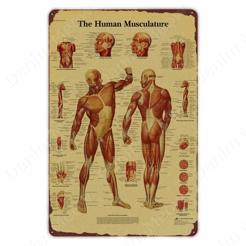 Anatomy and Physiology The Bod - Badminton Poster ulasan dan harga
