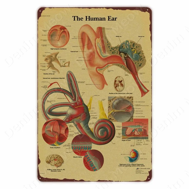 Anatomy and Physiology The Bod - Badminton Poster ulasan dan harga