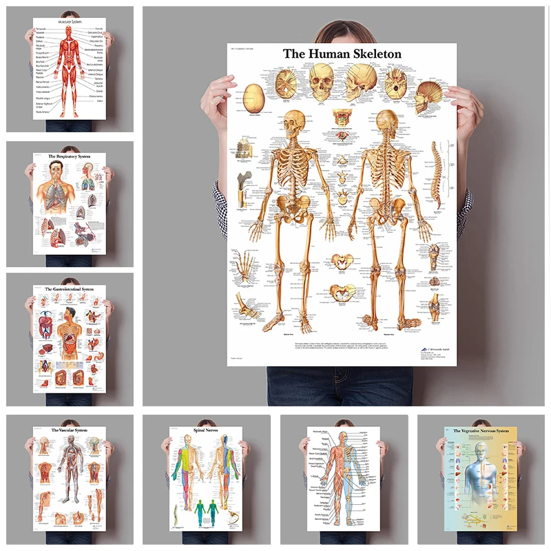 Human Organs Brain Liver Heart - Badminton Poster ulasan dan harga