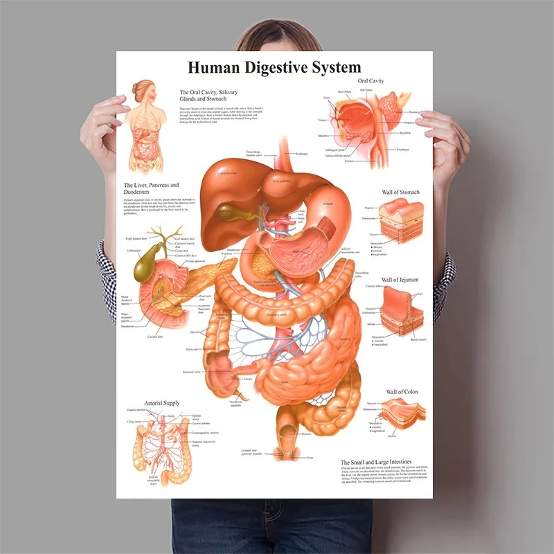 Human Organs Brain Liver Heart - Badminton Poster ulasan dan harga
