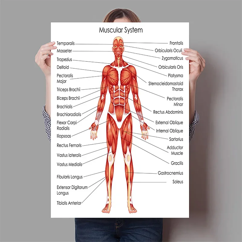 Human Organs Brain Liver Heart - Badminton Poster ulasan dan harga