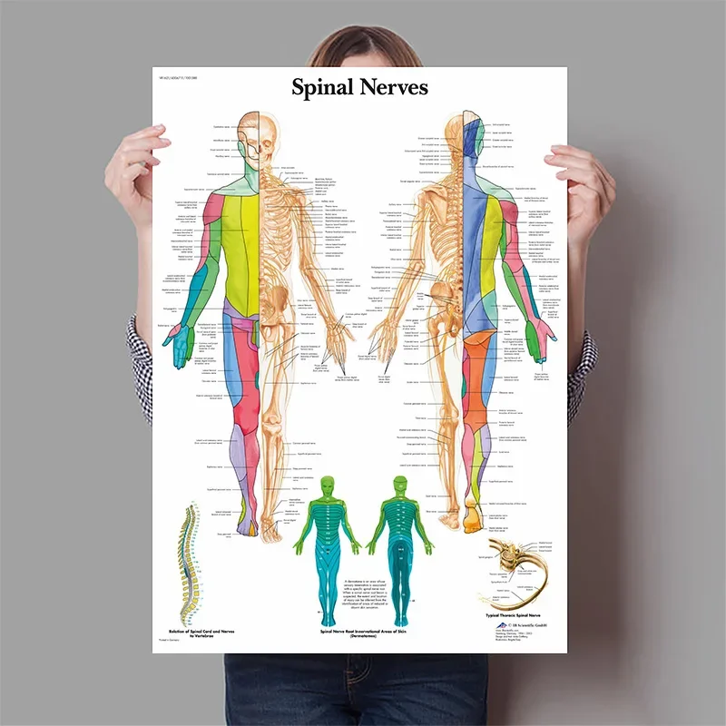Human Organs Brain Liver Heart - Badminton Poster ulasan dan harga