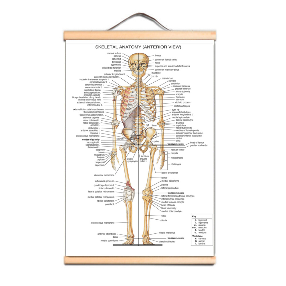 Human SKELETAL ANATOMY Posters - Badminton Poster ulasan dan harga