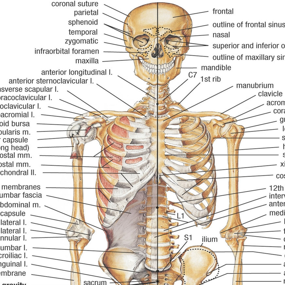 Human SKELETAL ANATOMY Posters - Badminton Poster ulasan dan harga