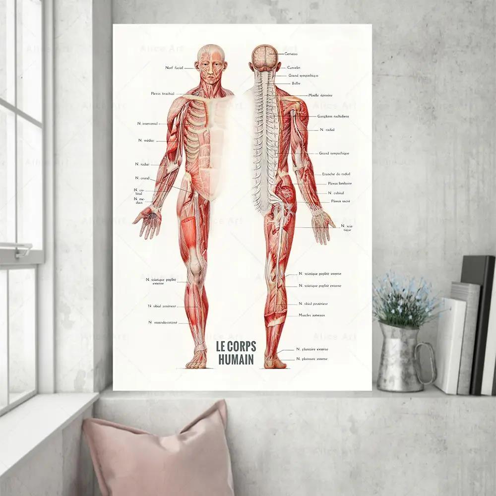 Human Muscle Bodybuilding Anat - Badminton Poster ulasan dan harga
