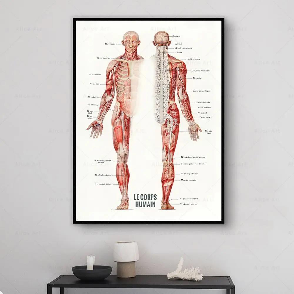 Human Muscle Bodybuilding Anat - Badminton Poster ulasan dan harga