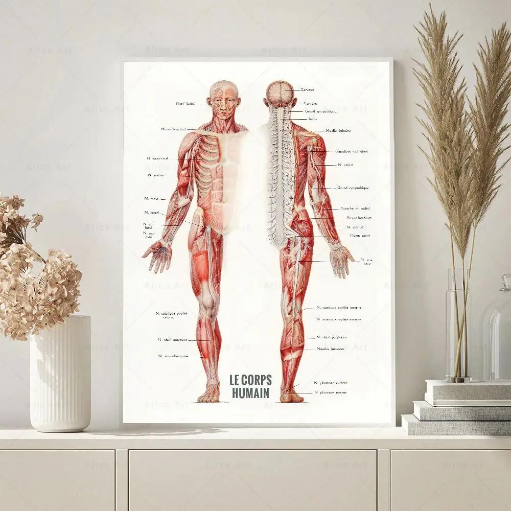 Human Muscle Bodybuilding Anat - Badminton Poster ulasan dan harga