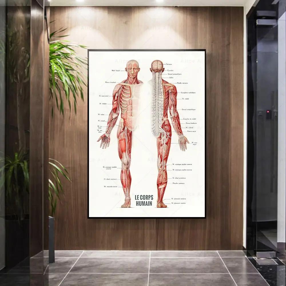 Human Muscle Bodybuilding Anat - Badminton Poster ulasan dan harga